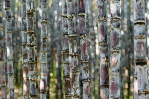 Primo Piano Delle Piante Canna Zucchero Che Crescono Sul Campo — Foto Stock