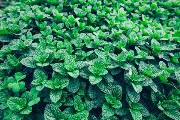Planta Menta Verde Crecimiento Huerto — Foto de Stock