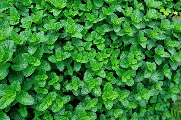 Planta Menta Verde Crecimiento Huerto — Foto de Stock