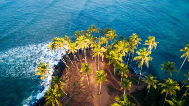 Sabah deniz Hindistan cevizi ağaçlarının havadan görünümü, Sri Lanka
