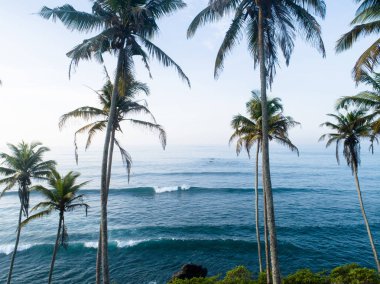 Sabah deniz Hindistan cevizi ağaçlarının havadan görünümü, Sri Lanka