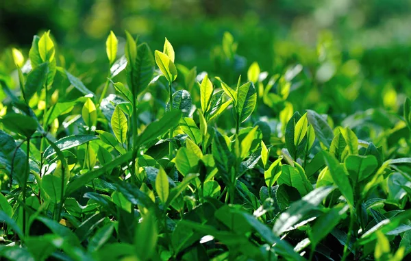 春の山で緑茶植物を育てる — ストック写真