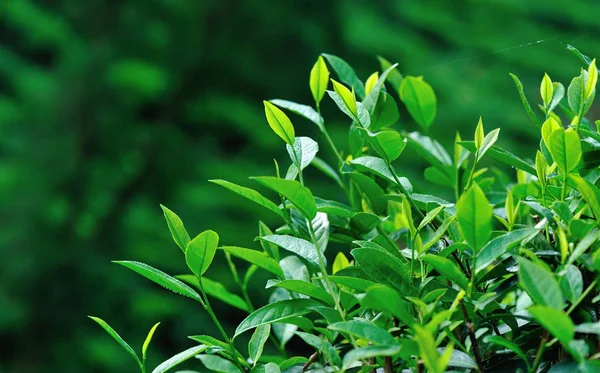 Growing Green Tea Plants Spring Mountains — Stock Photo, Image