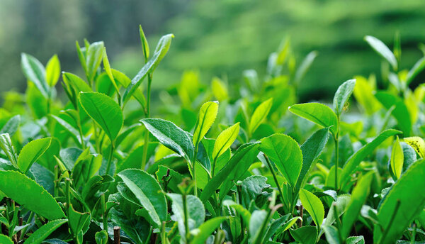 Growing green tea plants in spring mountains