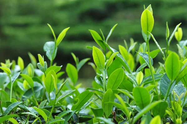 Grüne Teepflanzen Den Frühlingsbergen — Stockfoto