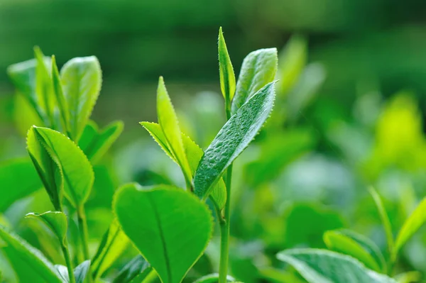 Growing Green Tea Plants Spring Mountains — Stock Photo, Image