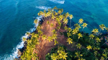 Sabah deniz Hindistan cevizi ağaçlarının havadan görünümü, Sri Lanka