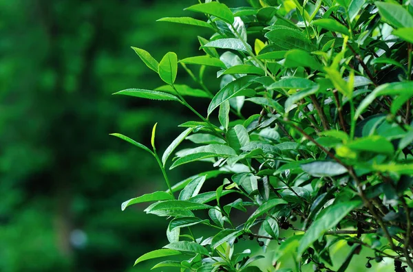 春の山で緑茶植物を育てる — ストック写真
