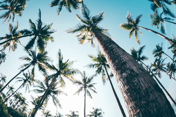 Vista Cocoteros Orillas Del Mar Bajo Cielo Azul Sri Lanka — Foto de Stock