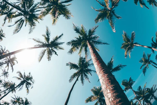 Vista Cocoteros Orillas Del Mar Bajo Cielo Azul Sri Lanka — Foto de Stock