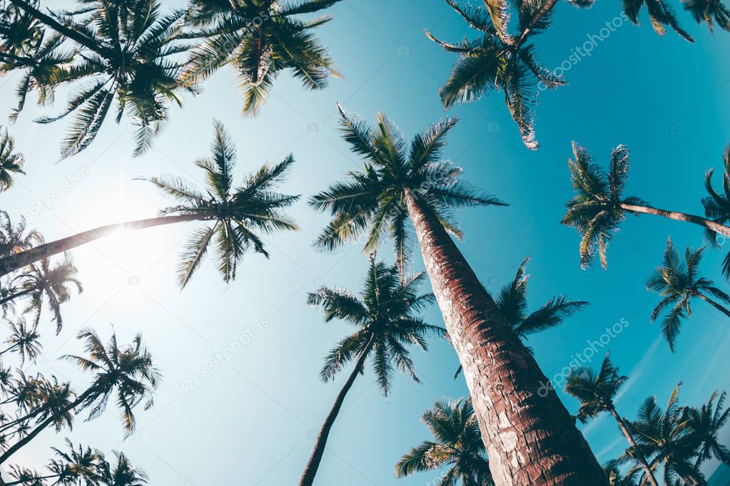 View of coconut trees at seaside under blue sky, Sri lanka