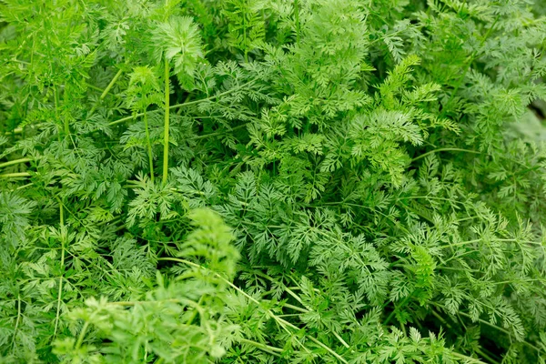 Carote Verdi Piantano Crescita Giardino — Foto Stock