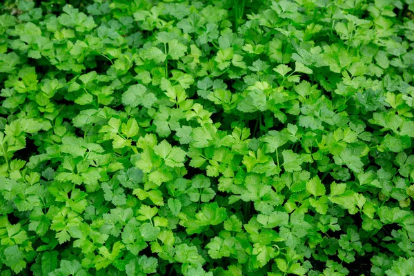 Zielona Pietruszka Rośnie Roślinny Ogród — Zdjęcie stockowe