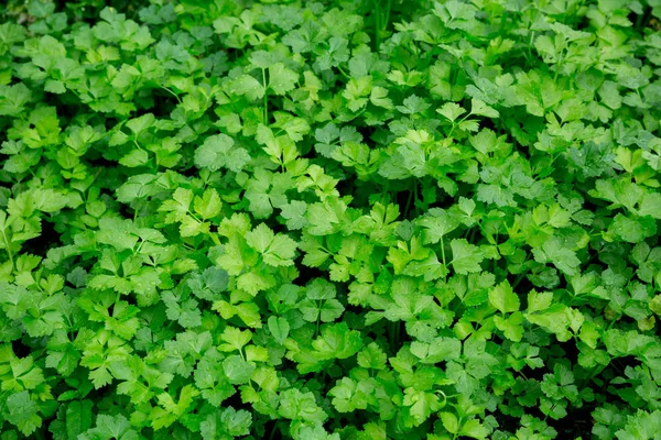 Groene Peterselie Groeit Groente Tuin — Stockfoto