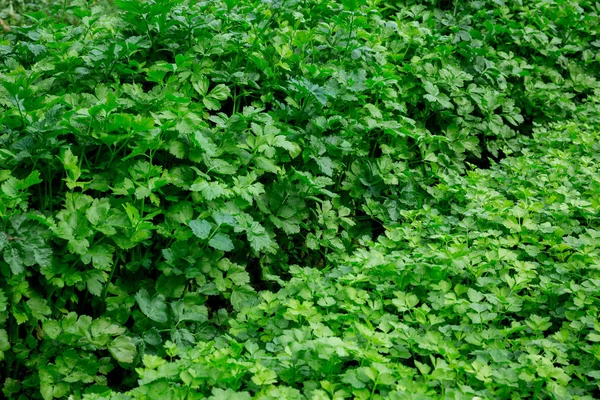 Grön Persilja Växer Vegetabiliska Trädgård — Stockfoto