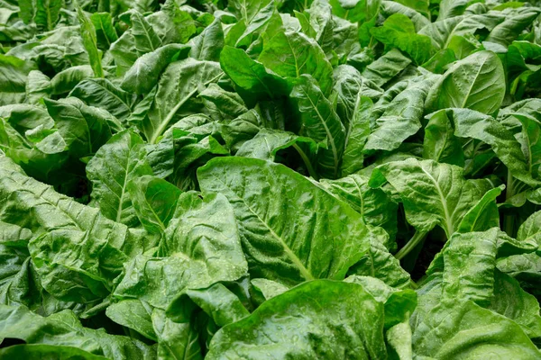 Grüne Rüben Wachsen Gemüsegarten — Stockfoto