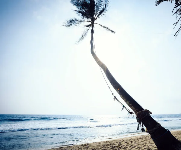 Tropikalna Plaża Palmą Kokosową — Zdjęcie stockowe