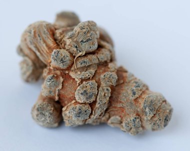 Beyaz arka plan üzerinde Çin geleneksel bitki notoginseng