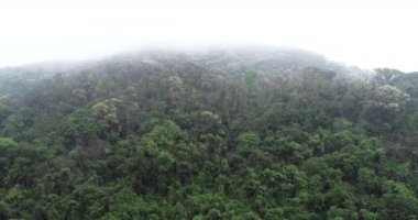 Bahar dağında çiçek açan kastanopsis fissa ağaçları