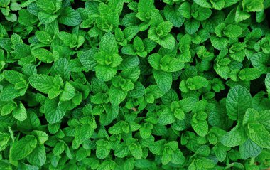 Nane bitkisi sebze bahçesinde yetişir.