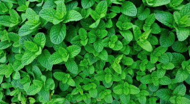 Nane bitkisi sebze bahçesinde yetişir.