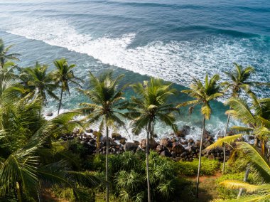 Sri Lanka'da deniz kenarında hindistan cevizi ağaçlarının havadan görünümü