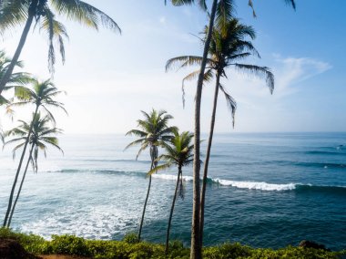 Sri Lanka'da deniz kenarında hindistan cevizi ağaçlarının havadan görünümü