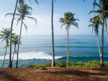 Sri Lanka'da deniz kenarında hindistan cevizi ağaçlarının havadan görünümü