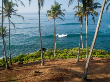 Sri Lanka'da deniz kenarında hindistan cevizi ağaçlarının havadan görünümü