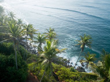 Sri Lanka'da deniz kenarında hindistan cevizi ağaçlarının havadan görünümü