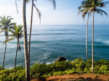 Sri Lanka'da deniz kenarında hindistan cevizi ağaçlarının havadan görünümü