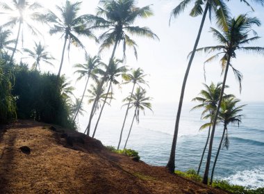 Sri Lanka'da deniz kenarında hindistan cevizi ağaçlarının havadan görünümü