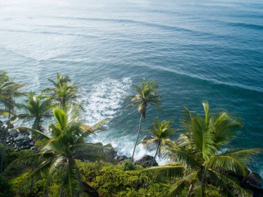 Sri Lanka'da deniz kenarında hindistan cevizi ağaçlarının havadan görünümü