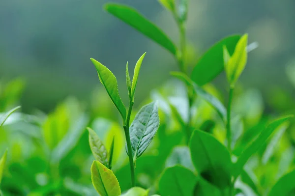 Zöld Tea Tavaszi Hegyek Növényeket Termesztenek — Stock Fotó