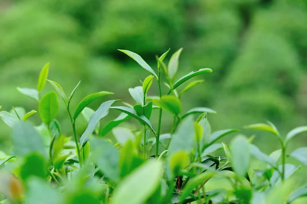 Καλλιέργεια Φυτών Πράσινο Τσάι Άνοιξη Στα Βουνά — Φωτογραφία Αρχείου