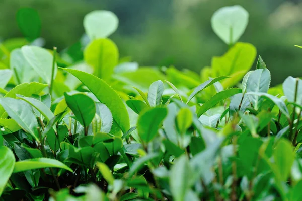 Grüne Teepflanzen Den Frühlingsbergen — Stockfoto