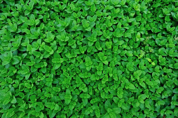 Mint Plant Grow Vegetable Garden — Stock Photo, Image