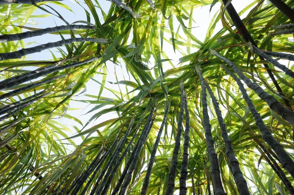 Gröna Sockerrörs Växter Tillväxt Fältet — Stockfoto