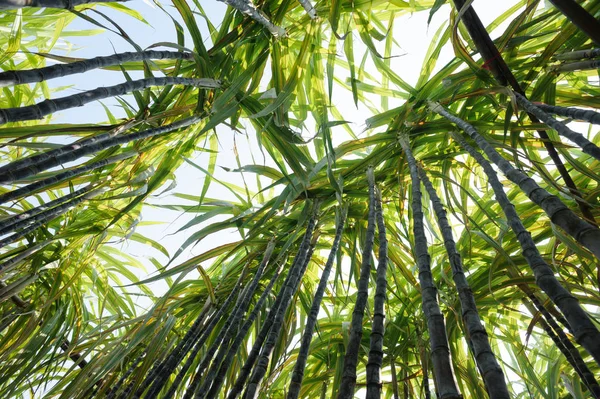 Plantas Cana Açúcar Verde Crescimento Campo — Fotografia de Stock