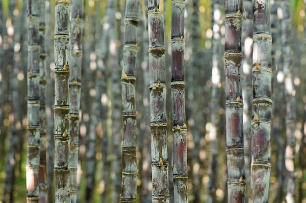 Piante Fresche Canna Zucchero Crescita Campo — Foto Stock