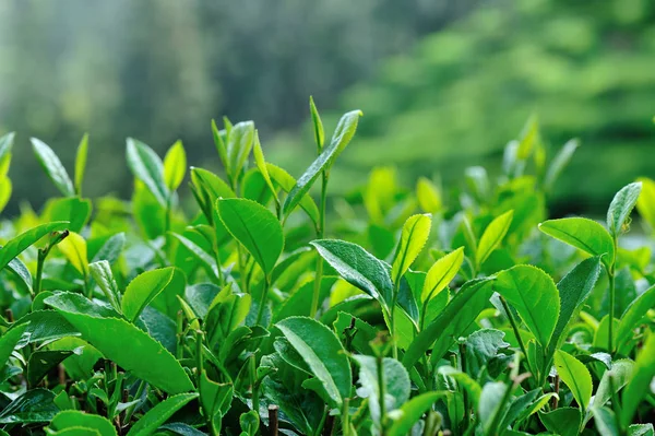 Cultivo Plantas Verde Montañas Primavera — Foto de Stock