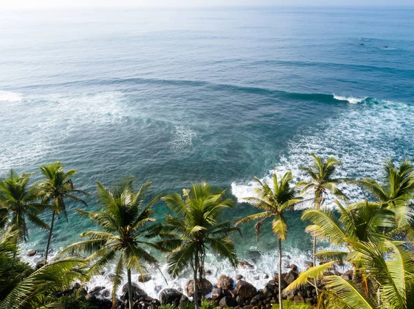 Sri Lanka'da deniz kenarında hindistan cevizi ağaçlarının havadan görünümü