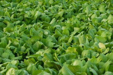 alanında büyüme yeşil choy toplamı bitkiler