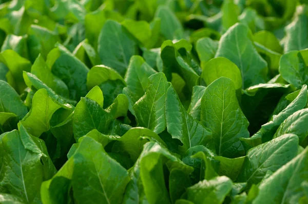 Grüne Choysum Pflanzen Wachstum Auf Dem Feld — Stockfoto