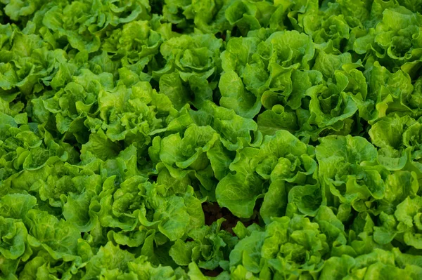 Green Lettuce crops in growth at vegetable garden