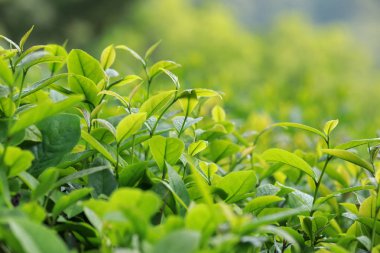 Bahar dağlarında yeşil çay ağaçları