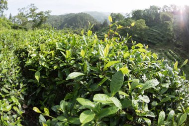 Bahar dağlarında yeşil çay ağaçları