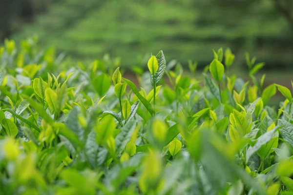 Grüne Teebäume Den Frühlingsbergen — Stockfoto