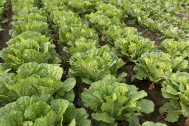 Çince lahana bitkileri alanında büyüme