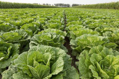 Çince lahana bitkileri alanında büyüme